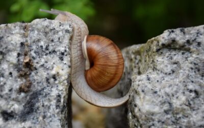 Izzivi in napake pri postavljanju ciljev: kako premostiti prepad med željami in cilji?